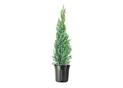 Italian cypress tree for sale  Delivered anywhere in USA 