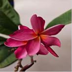 Exotic thailand mauve for sale  Delivered anywhere in USA 