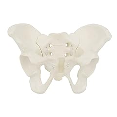 Mini female pelvis for sale  Delivered anywhere in UK