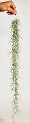 Spanish moss tillandsia for sale  Delivered anywhere in UK