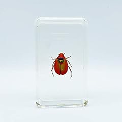 Assorted styles beetle for sale  Delivered anywhere in USA 