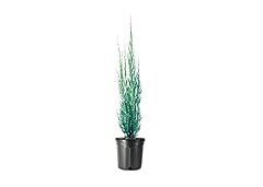 Skyrocket juniper live for sale  Delivered anywhere in USA 