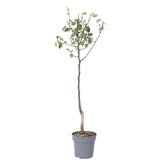 Plant box pyrus d'occasion  Livré partout en Belgiqu