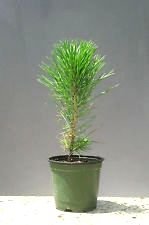 Japanese black pine for sale  Delivered anywhere in USA 