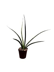 Generic fernwood mikado for sale  Delivered anywhere in USA 