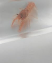 Bugs mexican dwarf for sale  Delivered anywhere in USA 