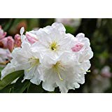 Fortune rhododendron fortunei for sale  Delivered anywhere in USA 