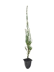 Skyrocket juniper juniperus for sale  Delivered anywhere in USA 