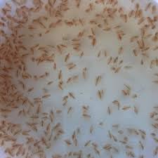 Pack live daphnia for sale  Delivered anywhere in UK