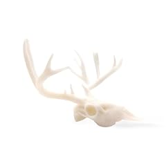 Mule deer skull for sale  Delivered anywhere in USA 