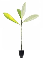 Sweet bay magnolia for sale  Delivered anywhere in USA 