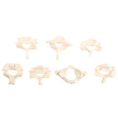 Solustre set bone for sale  Delivered anywhere in USA 