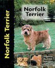 Norfolk terrier for sale  Delivered anywhere in UK