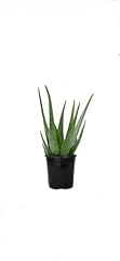 Aloe vera pot for sale  Delivered anywhere in USA 