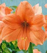 Amaryllis rilona hippeasturm for sale  Delivered anywhere in USA 