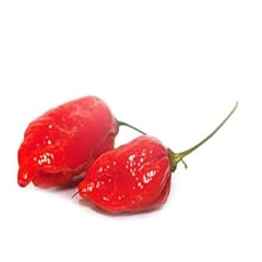 Naga morich chilli for sale  Delivered anywhere in UK