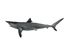 Blacktip shark half for sale  Delivered anywhere in USA 