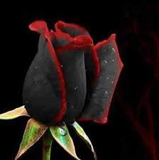 Black baccara hybrid for sale  Delivered anywhere in UK