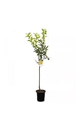 Diospyros kaki jiro gebraucht kaufen  Wird an jeden Ort in Deutschland