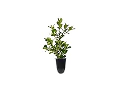 Japanese boxwood live for sale  Delivered anywhere in USA 
