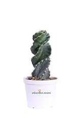 Pianta cereus forbesi usato  Spedito ovunque in Italia 