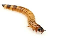 Essex reptile morio for sale  Delivered anywhere in UK