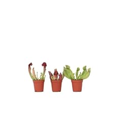 Plant box sarracenia usato  Spedito ovunque in Italia 