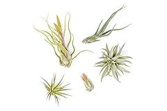 Air plant shop for sale  Delivered anywhere in USA 