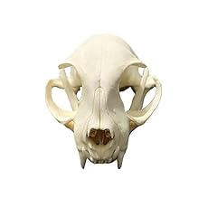 Taxidermy real animal for sale  Delivered anywhere in UK