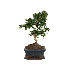 Bloomique bonsai carmona gebraucht kaufen  Wird an jeden Ort in Deutschland