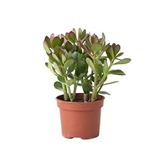 Plant box arbre d'occasion  Livré partout en France