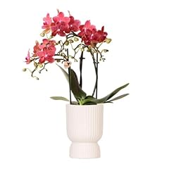 Kolibri orchids rosa usato  Spedito ovunque in Italia 