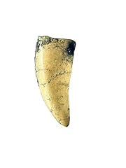 Tyrannosaurus rex tooth for sale  Delivered anywhere in USA 