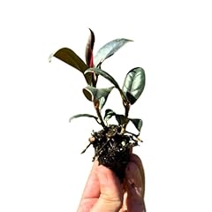 Live ficus elastica for sale  Delivered anywhere in USA 