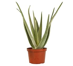 Shop succulents live for sale  Delivered anywhere in USA 