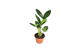 Plant california tropicals for sale  Delivered anywhere in USA 