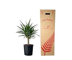 Andersen farms yucca for sale  Delivered anywhere in USA 