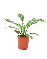 Plnts spathiphyllum diamond gebraucht kaufen  Wird an jeden Ort in Deutschland