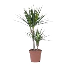 Plant box dracaena gebraucht kaufen  Wird an jeden Ort in Deutschland