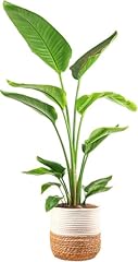 Costa farms white for sale  Delivered anywhere in USA 