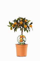 Kumquat mini albero usato  Spedito ovunque in Italia 