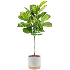 Costa farms fiddle for sale  Delivered anywhere in USA 