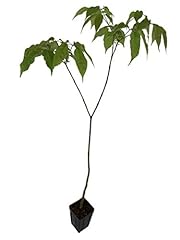 Purple tabebuia trumpet for sale  Delivered anywhere in USA 