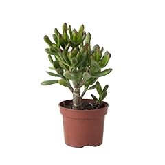 Plant box plante d'occasion  Livré partout en Belgiqu
