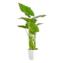 Bonplants alocasia pianta usato  Spedito ovunque in Italia 