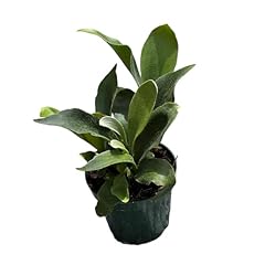 Staghorn ferns live for sale  Delivered anywhere in USA 