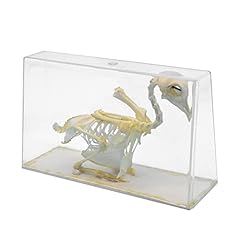 Animal skull model for sale  Delivered anywhere in UK