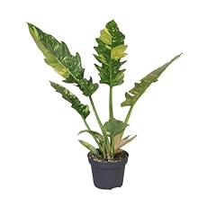 Philodendron ring fire gebraucht kaufen  Wird an jeden Ort in Deutschland
