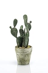 Artplants.de cactus fico usato  Spedito ovunque in Italia 