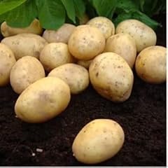 Maris piper seed for sale  Delivered anywhere in UK